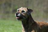 BORDER TERRIER 076